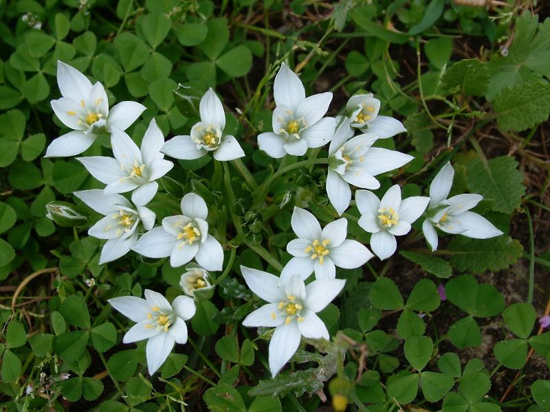 Ornithogalum umbellatum / Latte di gallina comune