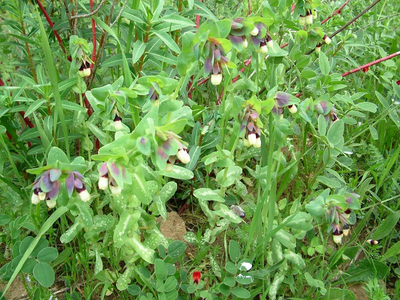 Cerinthe major / Erba vajola maggiore