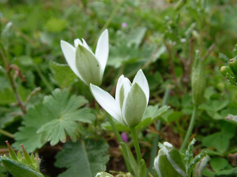Ornithogalum umbellatum / Latte di gallina comune