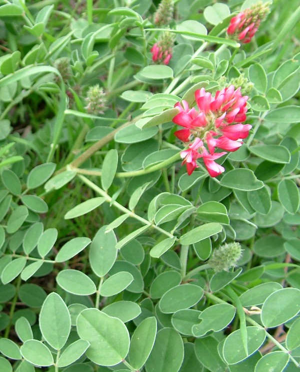 Sulla coronaria (=Hedysarum coronarium) / Sulla comune