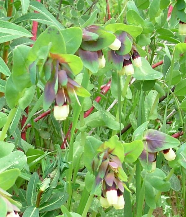 Cerinthe major / Erba vajola maggiore