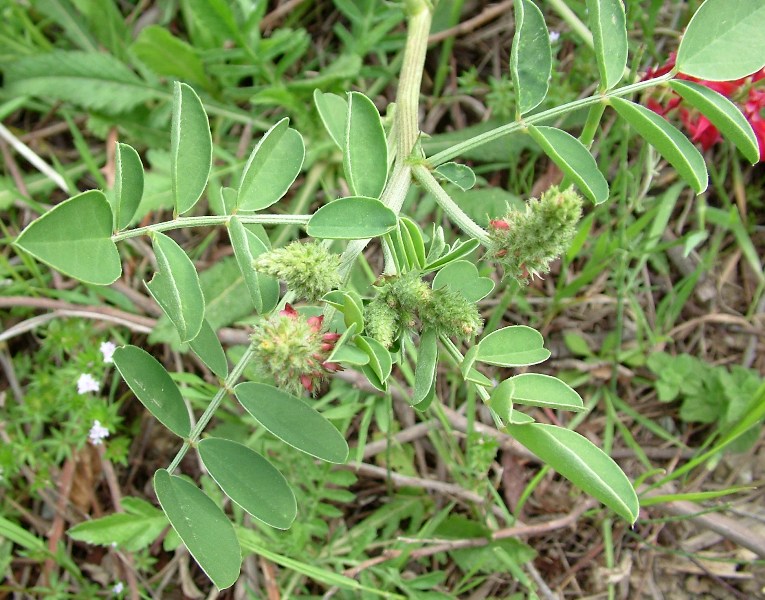 Sulla coronaria (=Hedysarum coronarium) / Sulla comune