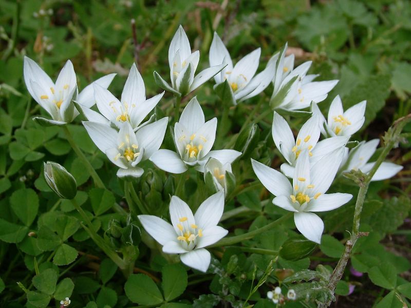 Ornithogalum umbellatum / Latte di gallina comune