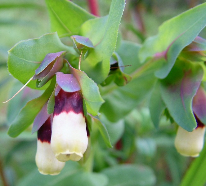 Cerinthe major / Erba vajola maggiore