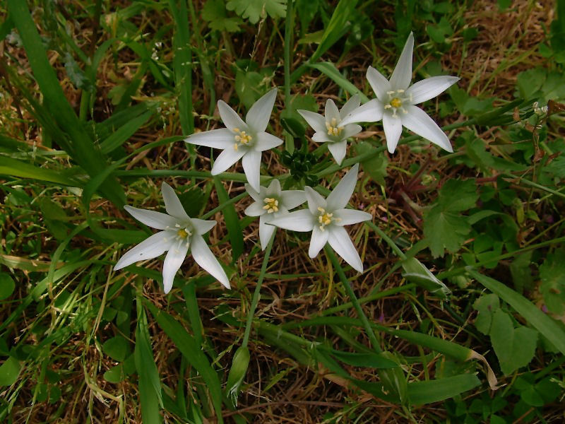 Ornithogalum umbellatum / Latte di gallina comune