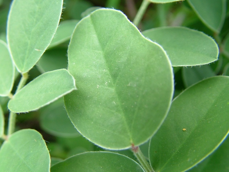 Sulla coronaria (=Hedysarum coronarium) / Sulla comune