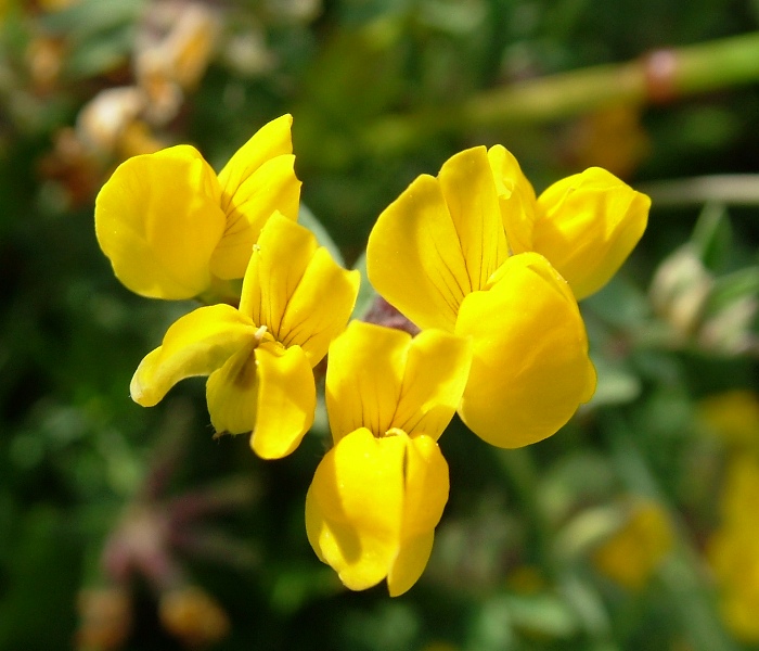 Lotus creticus