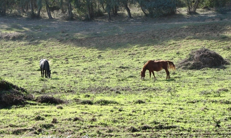 Animali al pascolo