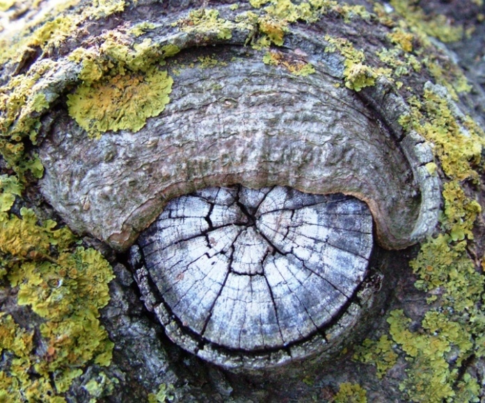 particolari