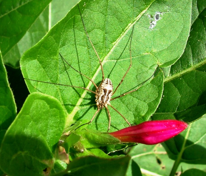 Opiliones sul litorale romano o mostro marino?