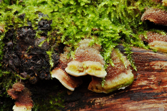 Steccherinum bourdotii