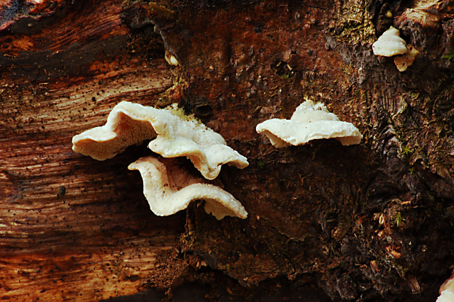 Steccherinum bourdotii