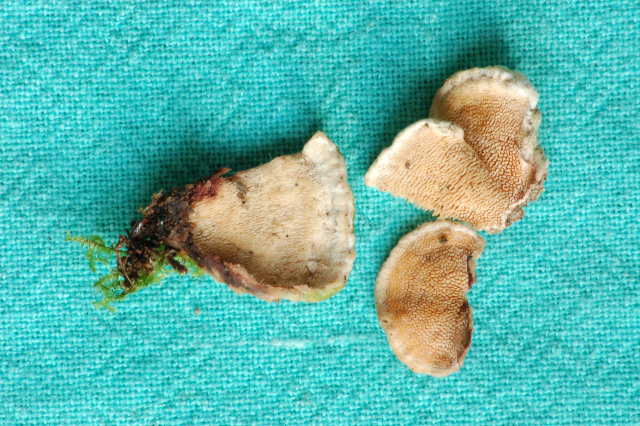Steccherinum bourdotii