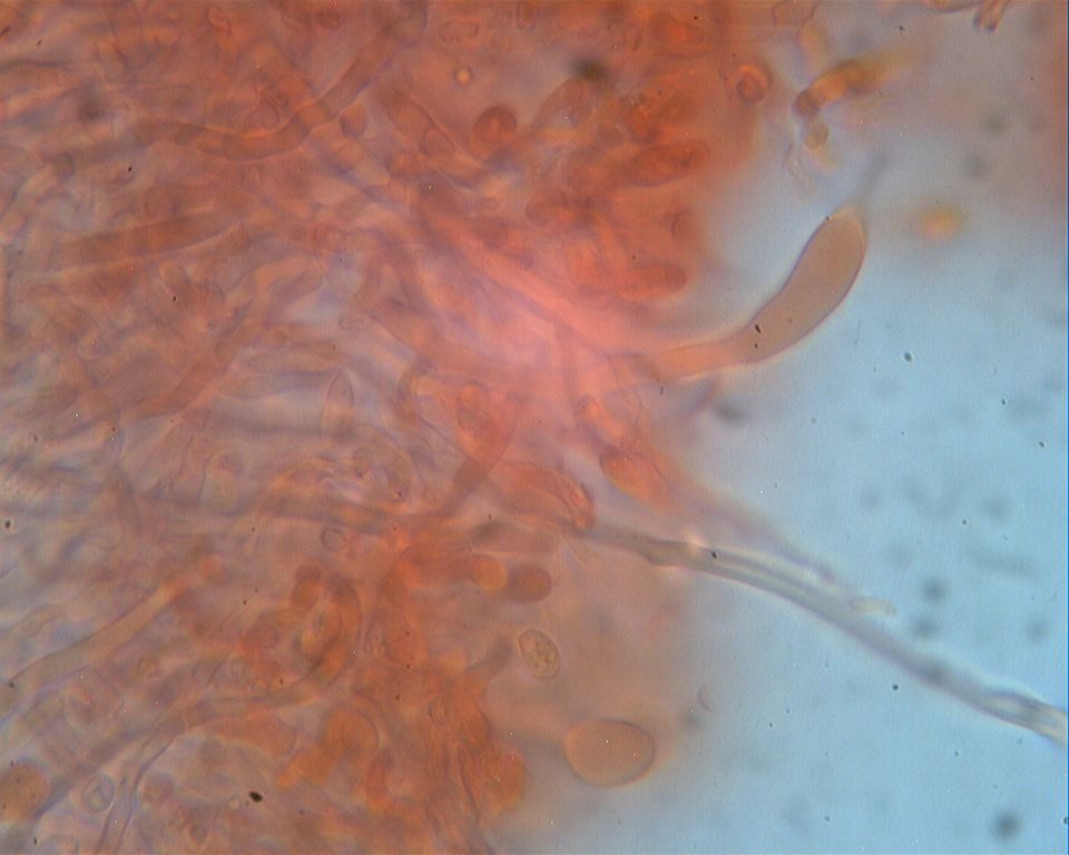 non capisco!!! - (Abortiporus biennis)