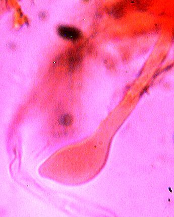 non capisco!!! - (Abortiporus biennis)