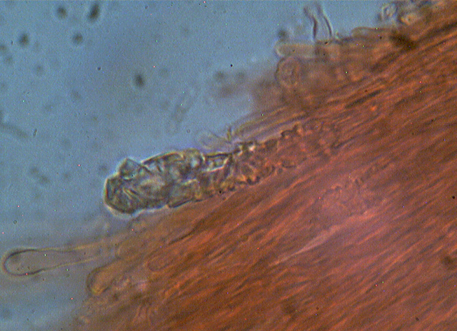 Steccherinum bourdotii
