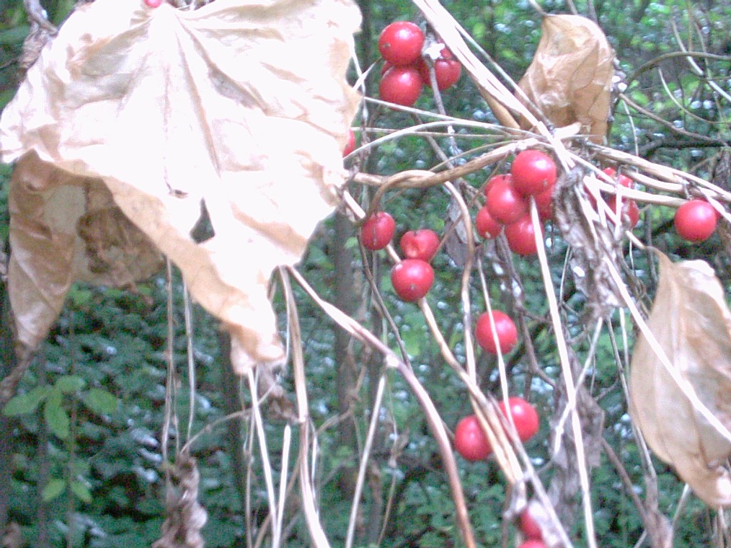Dioscorea (=Tamus) communis / tamaro