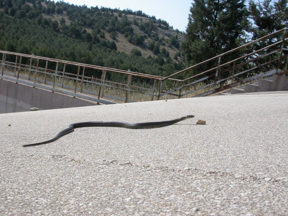 Hierophis viridiflavus