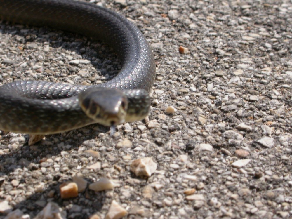 Hierophis viridiflavus