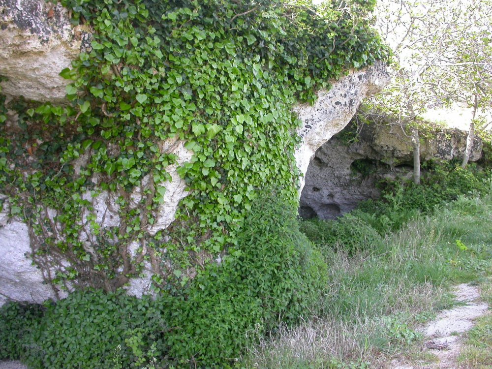 Matera, i sassi, le podoliche e...lo Hyerophis viridiflavus