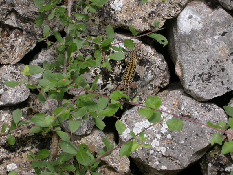 A proposito di......lucertole  (Podarcis sicula)