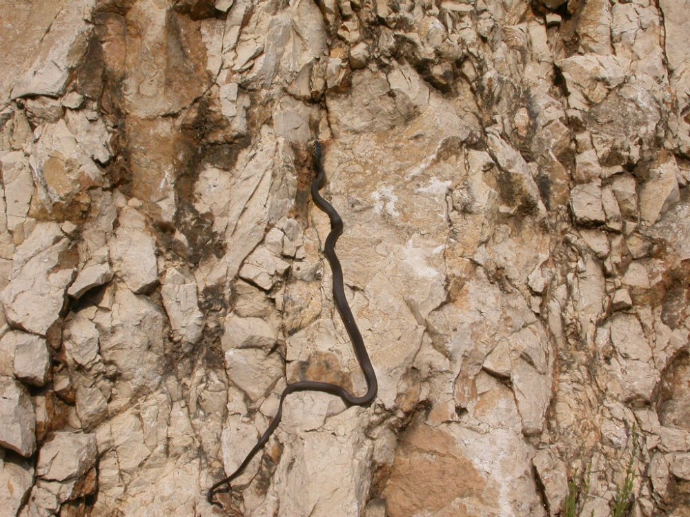 Hierophis viridiflavus