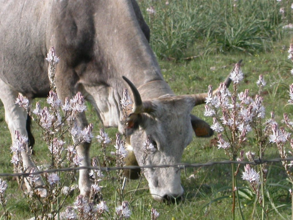 Matera, i sassi, le podoliche e...lo Hyerophis viridiflavus
