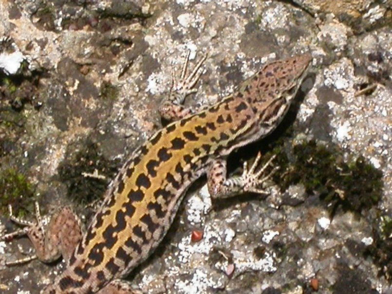 A proposito di......lucertole  (Podarcis sicula)