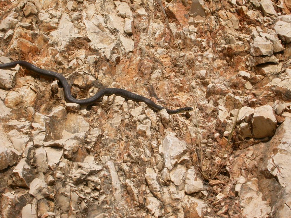 Hierophis viridiflavus
