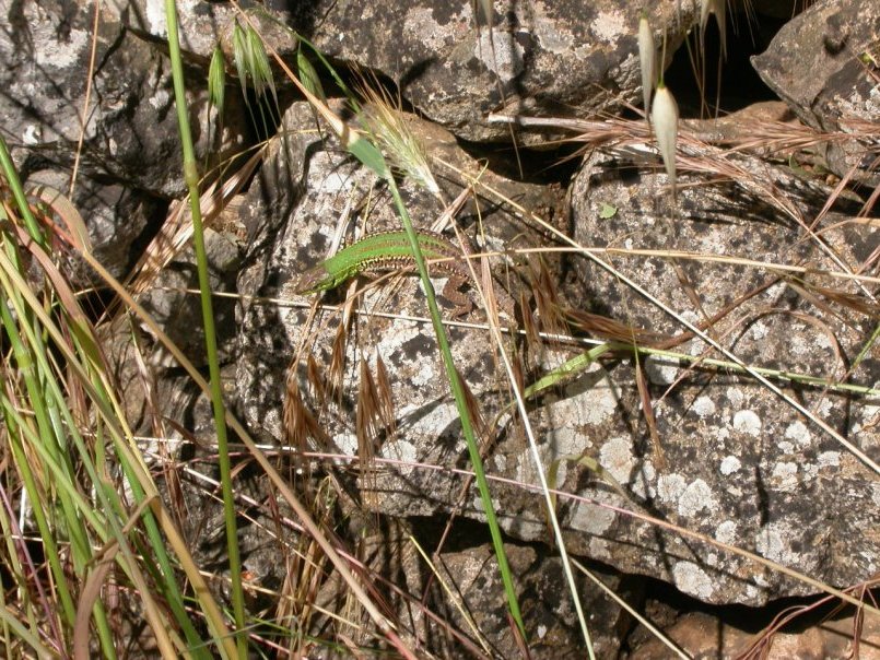 A proposito di......lucertole  (Podarcis sicula)