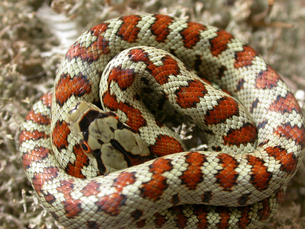 Vipera aspis hugy