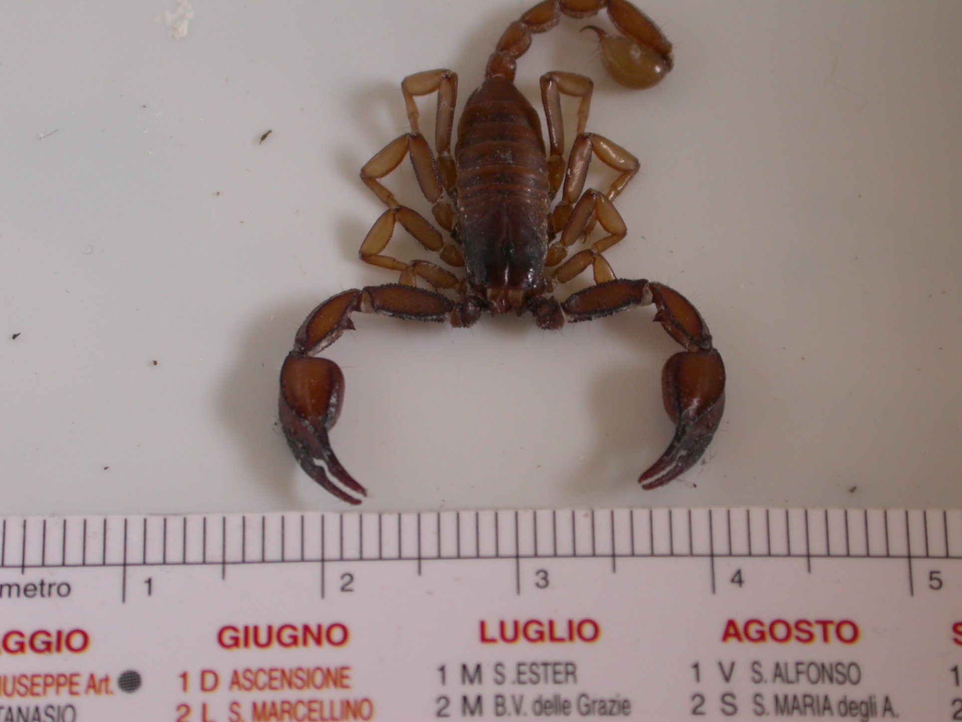 come limitare il numero dei millepiedi?