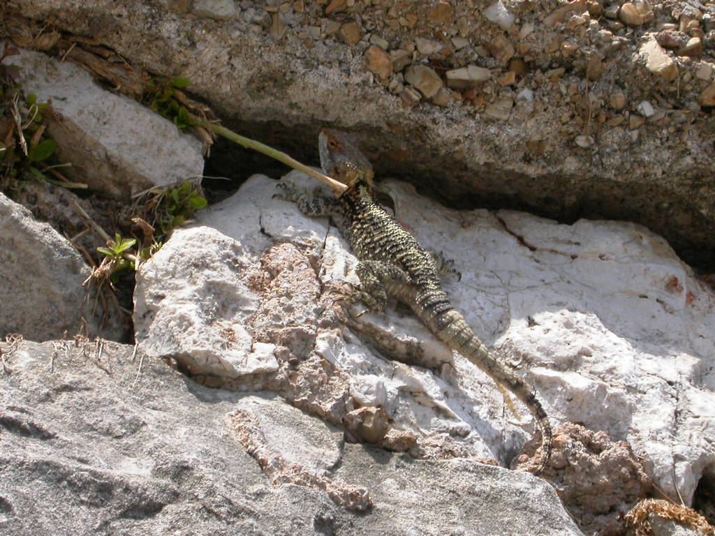 AGAMA  ............A PALERMO !