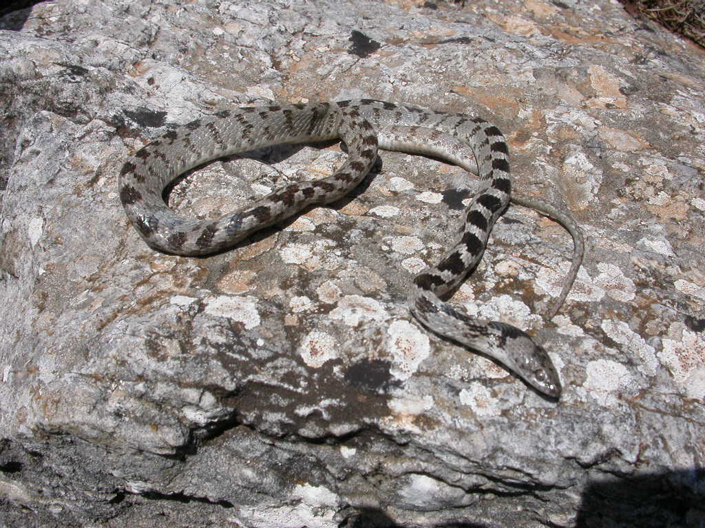 Il colubro gatto, alias Telescopus fallax