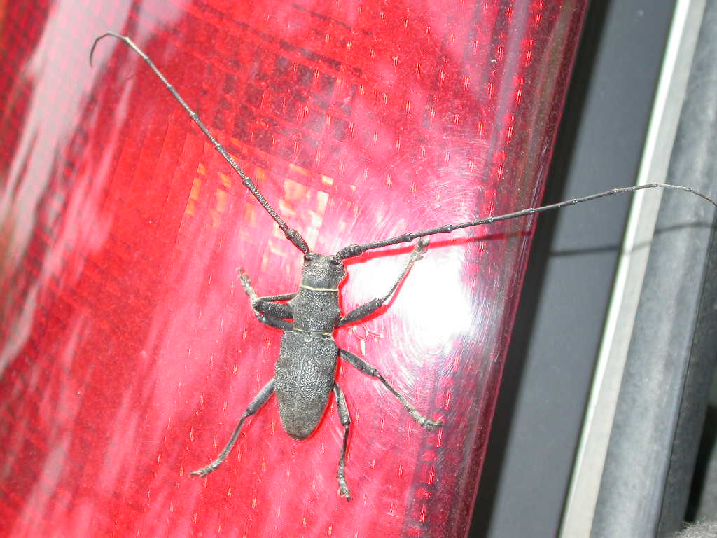 Morimus asper e funereus (Coleoptera, Cerambycidae)