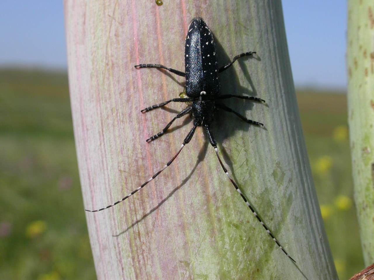 Agapanthia irrorata