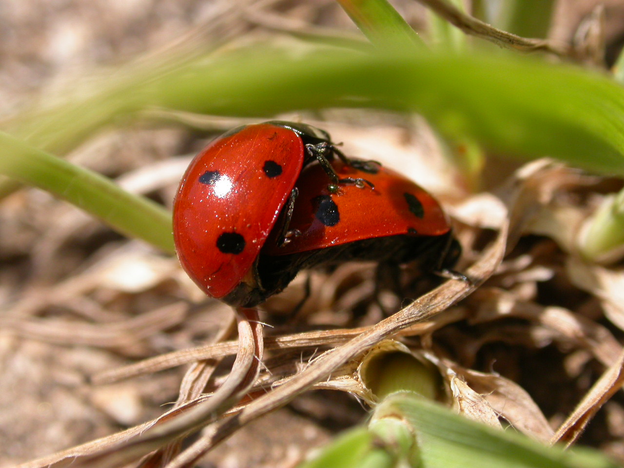 Fortunatissimo! Coccinella 7-punctata