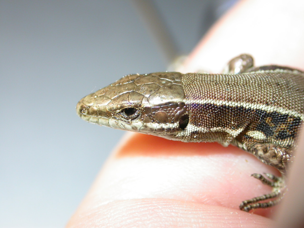 Podarcis muralis
