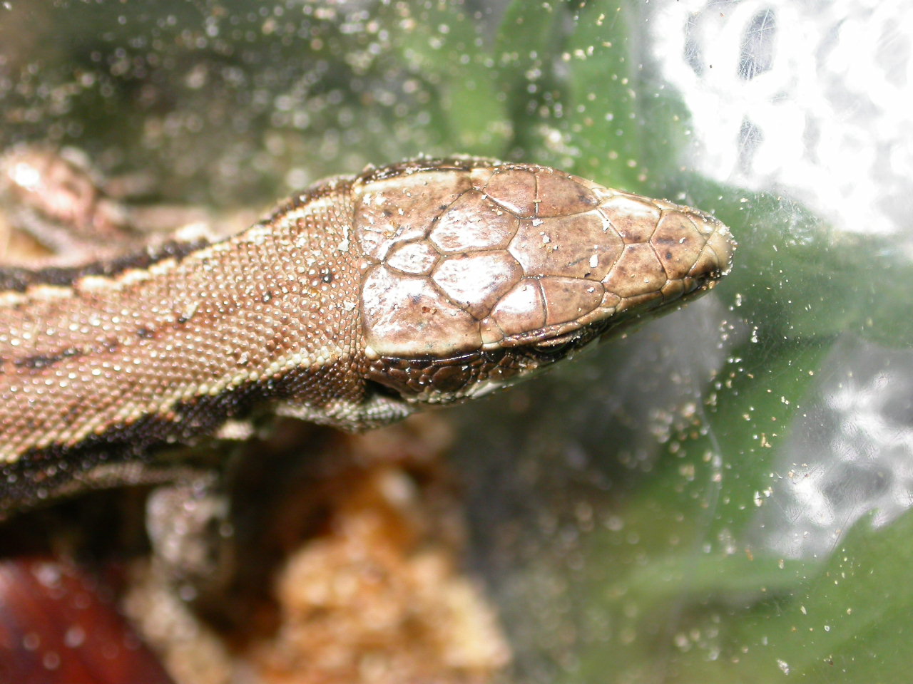 Podarcis muralis