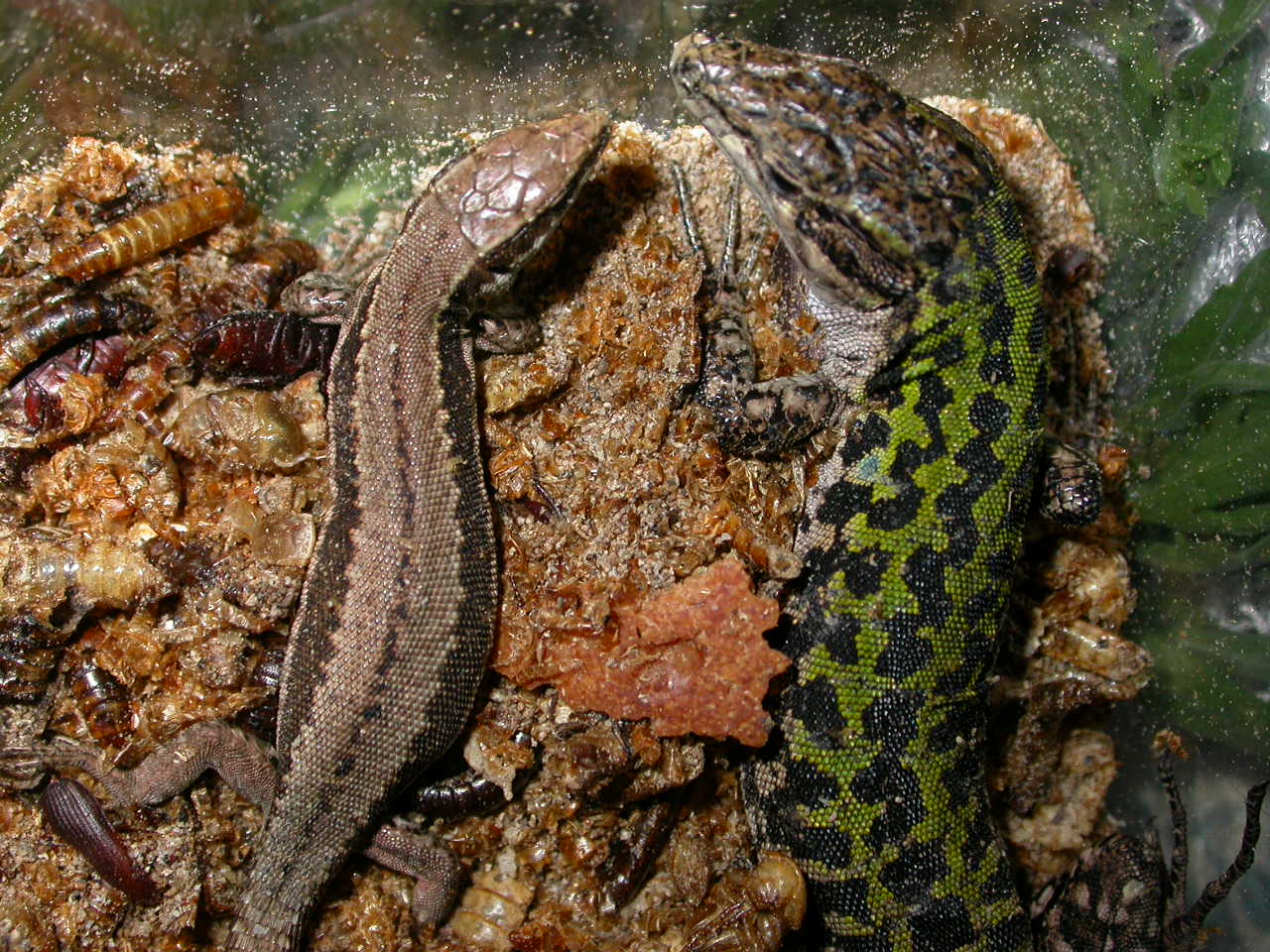 Podarcis muralis