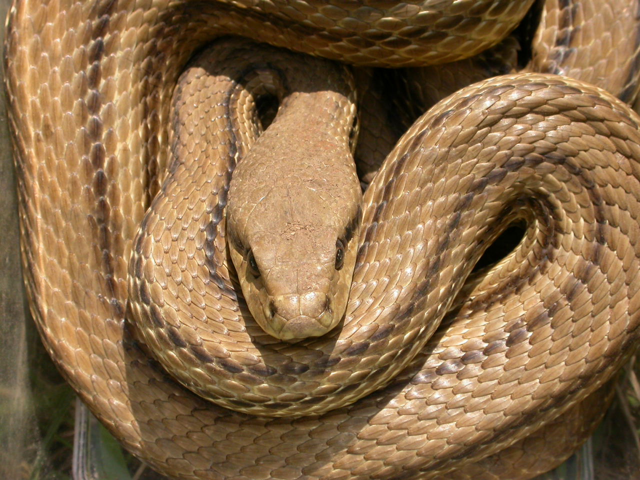 Serpente da ( trovare ed)  identificare...