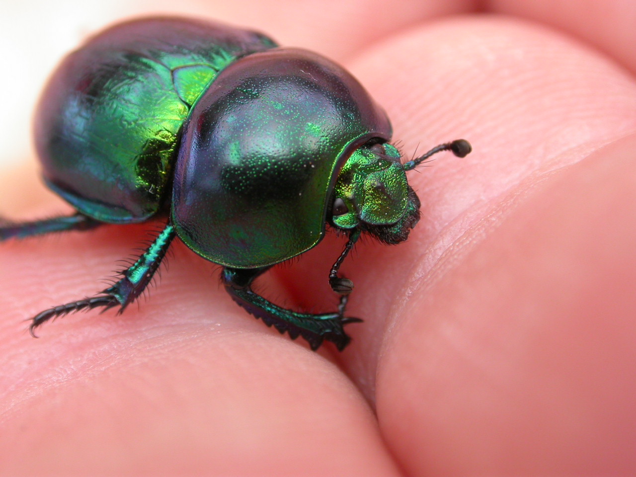 Trypocopris sp. (Col., Geotrupidae)