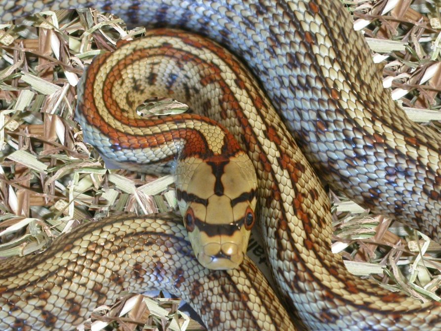 Vipera aspis hugy