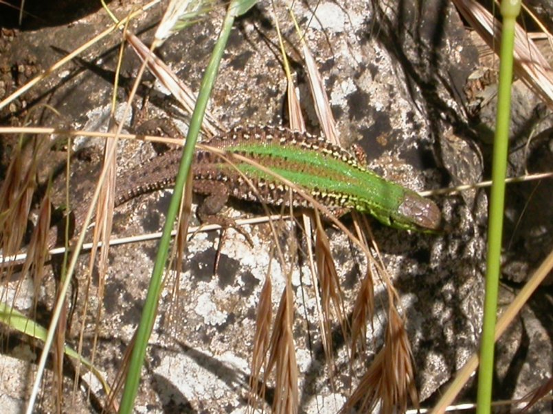 A proposito di......lucertole  (Podarcis sicula)
