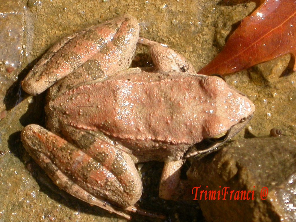 In un fontanile greco...Rana dalmatina