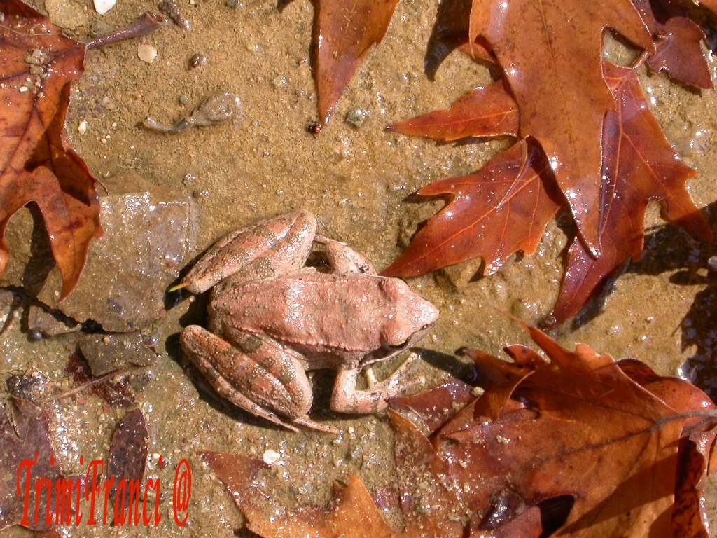 In un fontanile greco...Rana dalmatina