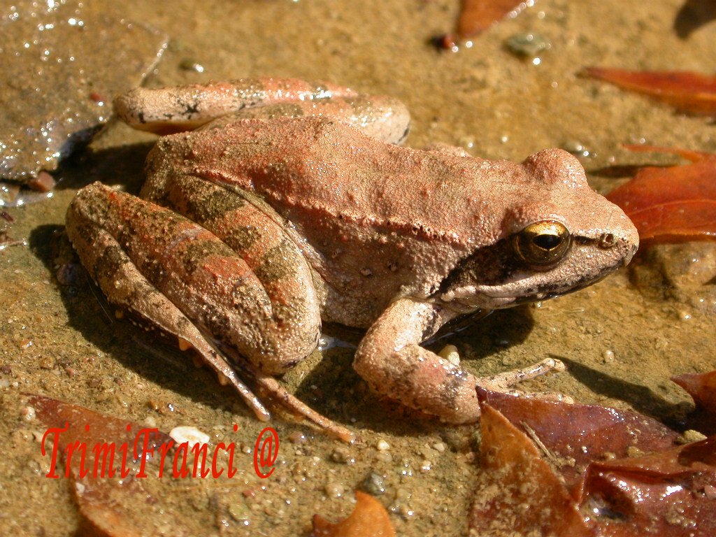 In un fontanile greco...Rana dalmatina