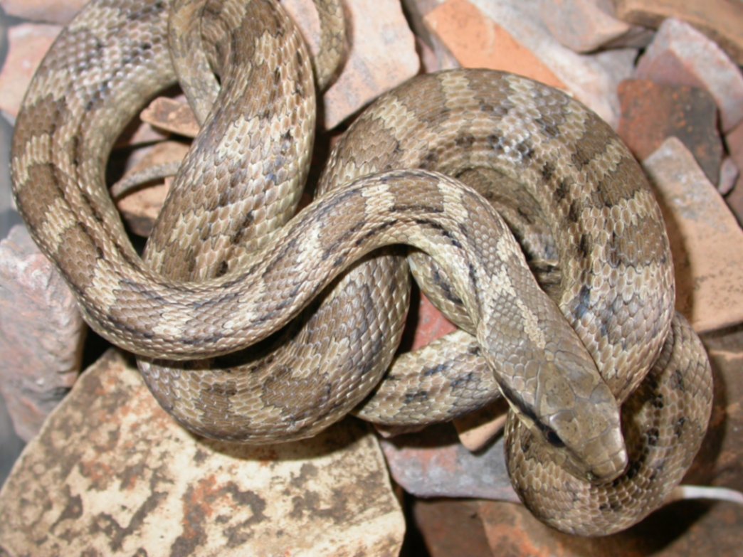 Per fortuna che ci sono io...Elaphe quatuorlineata