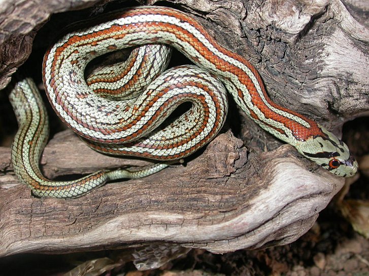 Colubro leopardino var. lineata