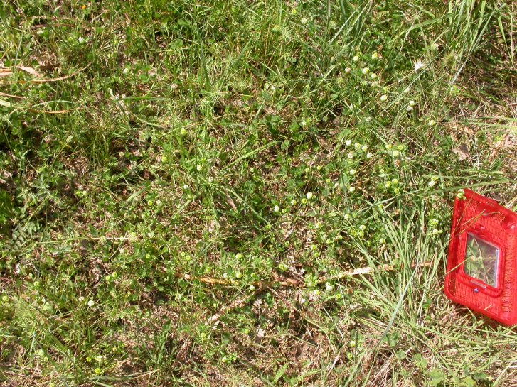 Serpente da ( trovare ed)  identificare...
